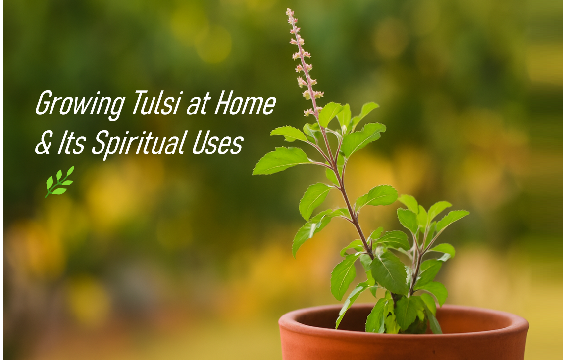 Growing Tulsi at Home